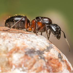 How to keep ants away form your home 